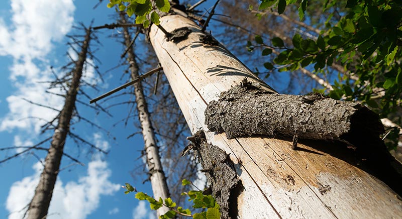 Pacific Timber team and timber processing operations in Northern British Columbia
